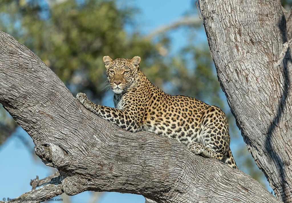 Leopard on a tree Botswana