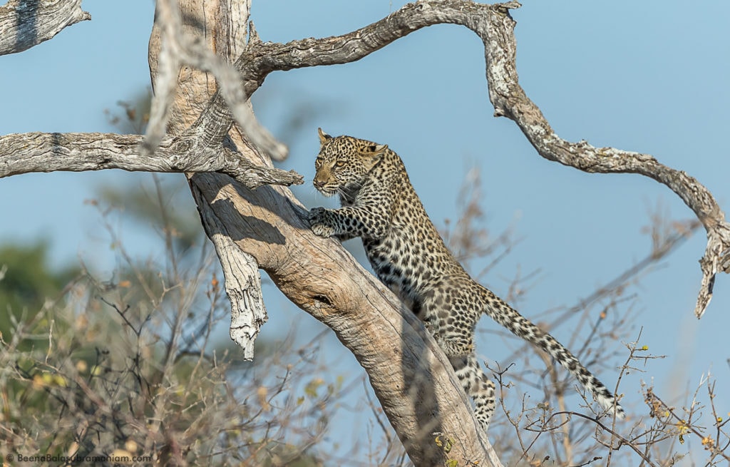 An exploring cub