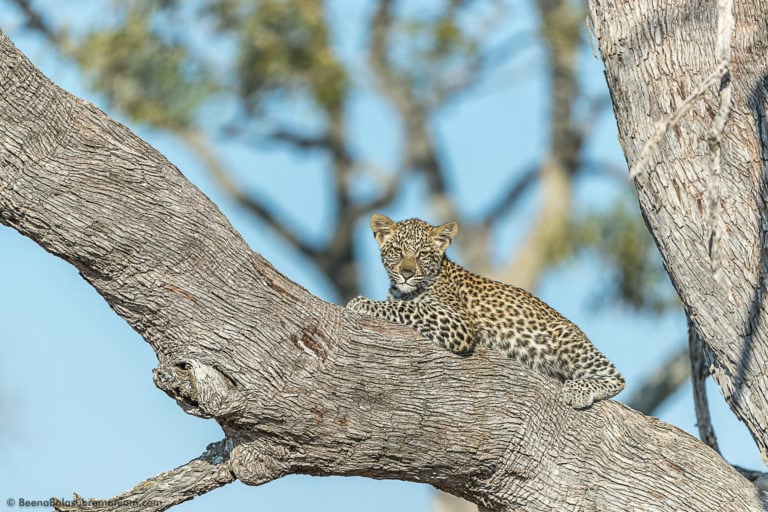 Leopard cub Male - Selinda kwando concession 2016
