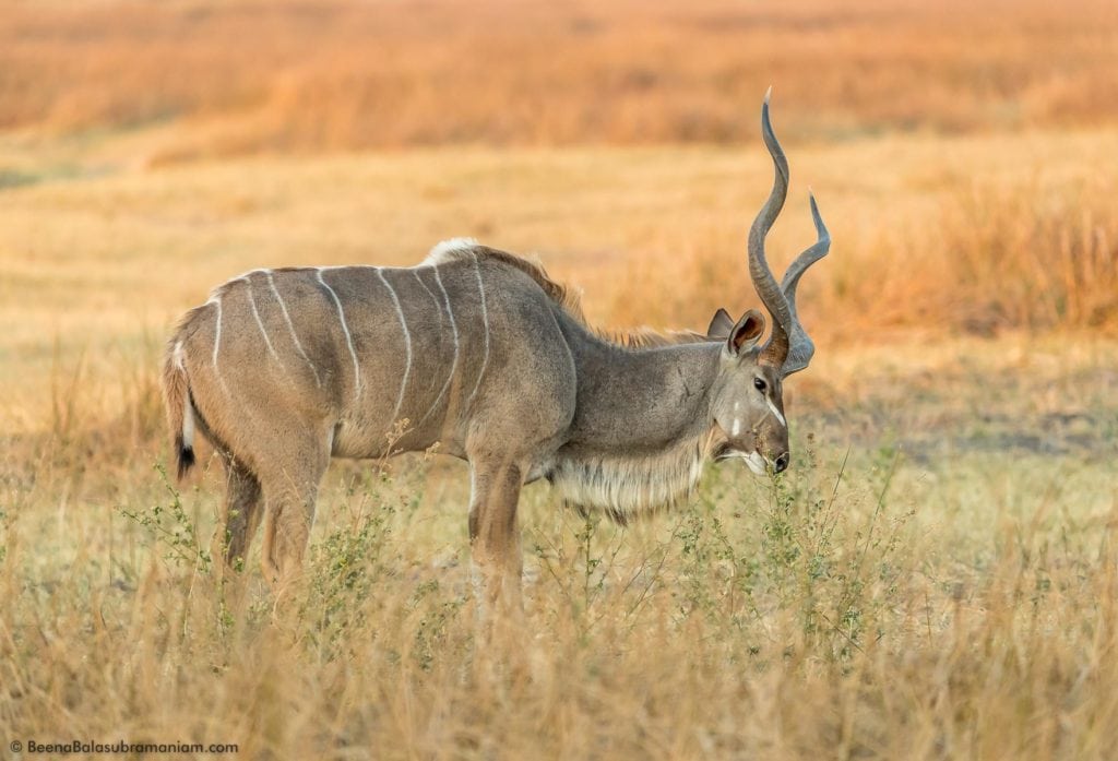 The greater kudu