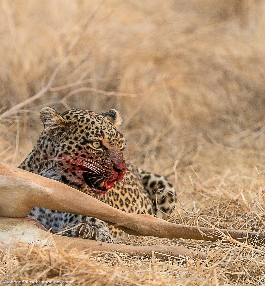 claws, paws and tsetse in Ruaha