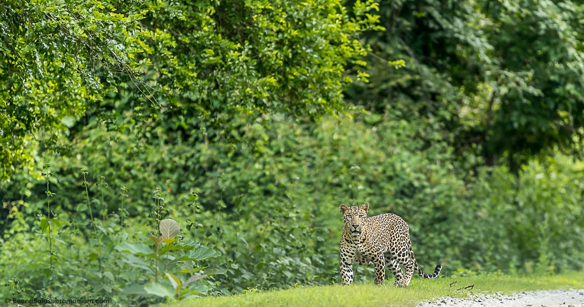 Panthera Pardus Fusca - The Indian Leopard photographed at Kabini