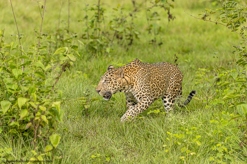 Temple Male - Kabini 2016