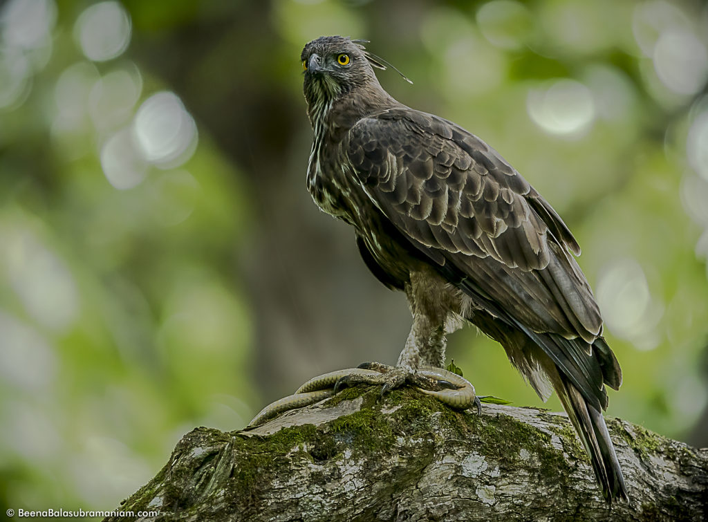 Crested Hawk Eagle with a rat snake