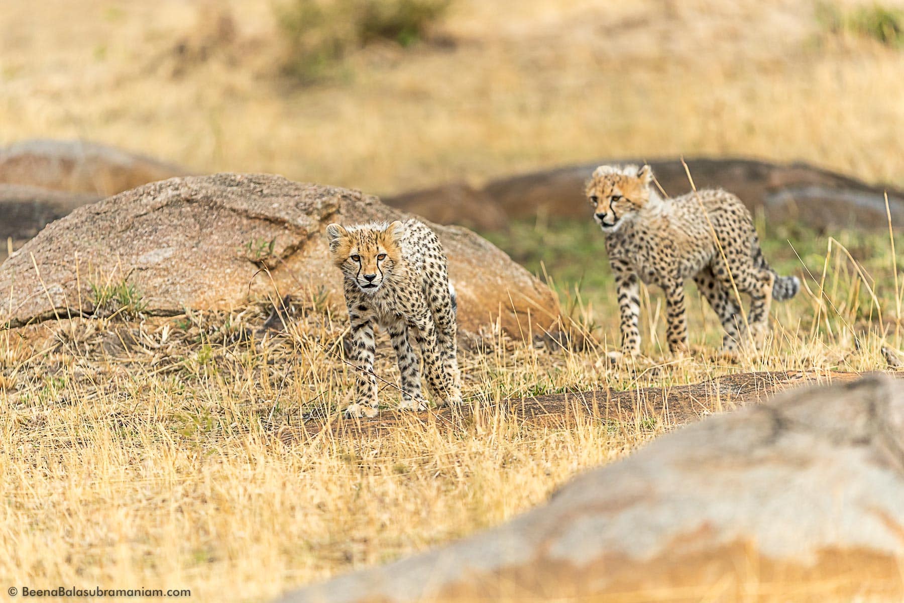 Cheetah cubs Serengeti
