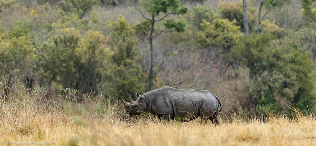 Black Rhinoceros