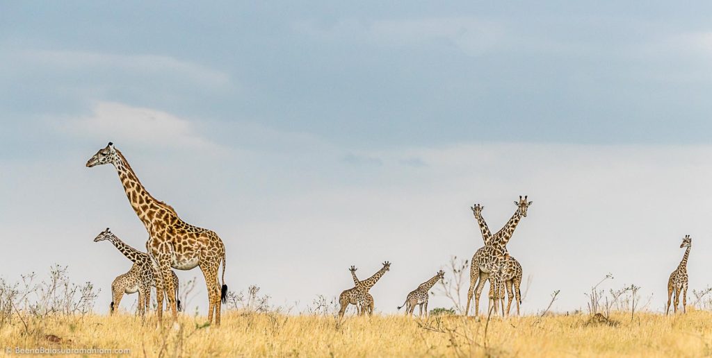 Giraffe panaroma