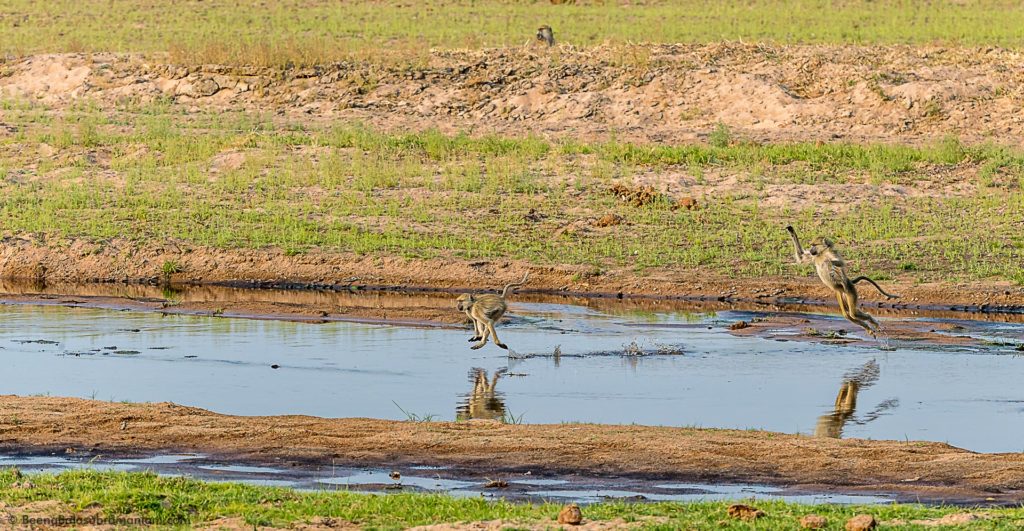 Baboons sprint on the drying Mwagusi river bed