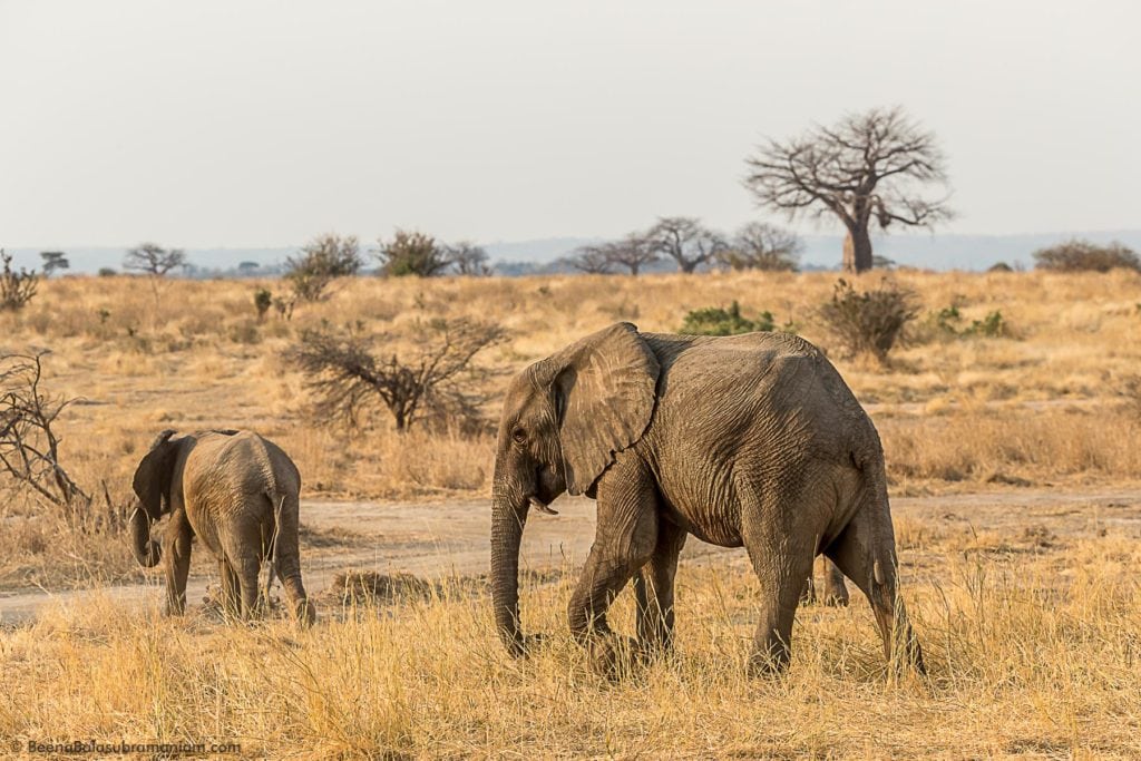 The elephants of Ruaha