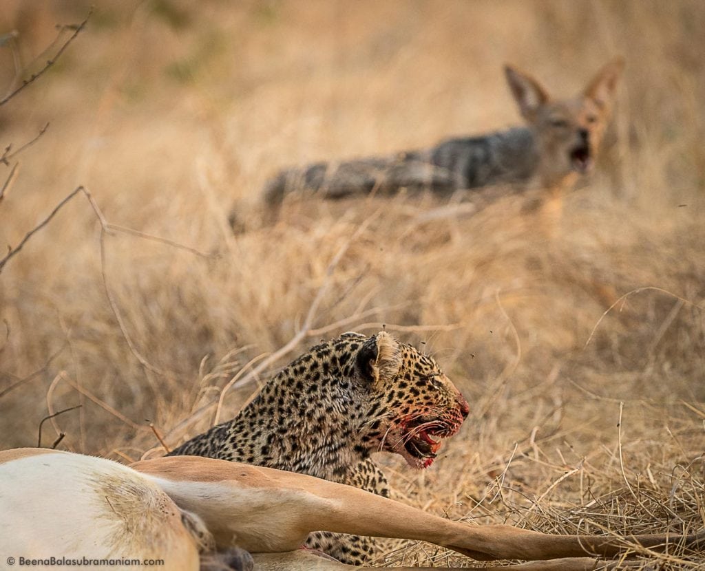 The young leopard hounded by jackals