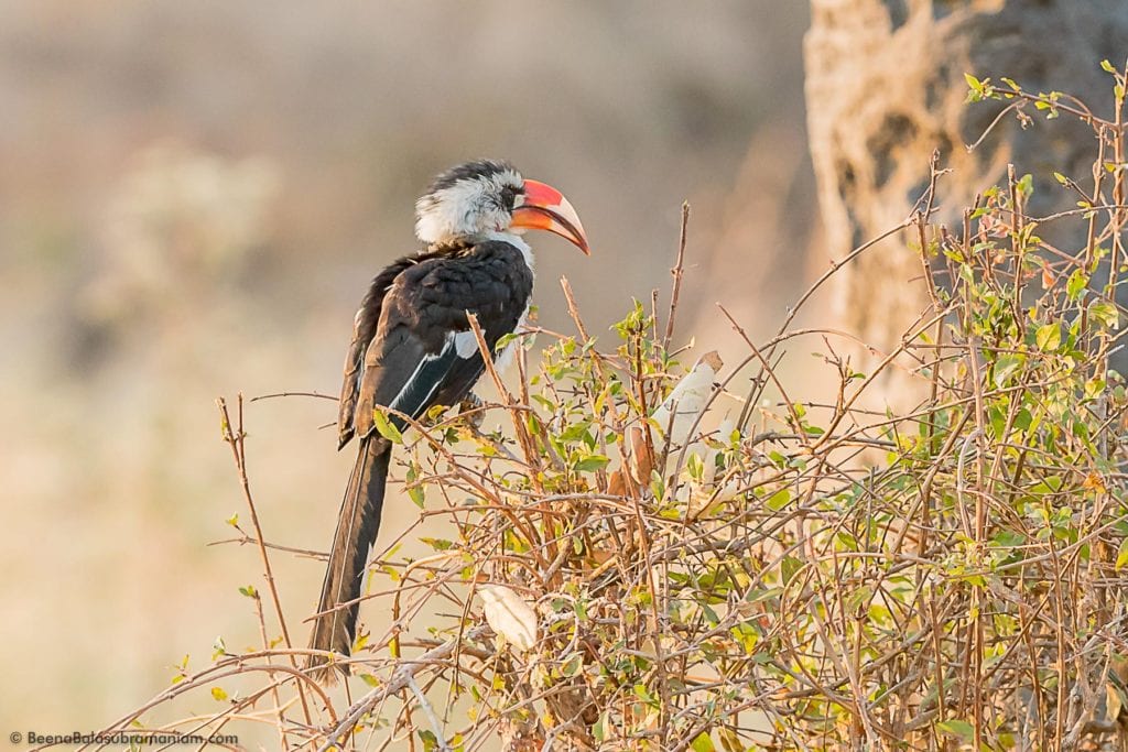 Von der Decken's hornbill (Tockus deckeni)