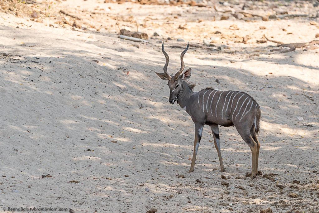The elusive Lesser Kudu -Tragelaphus imberbis