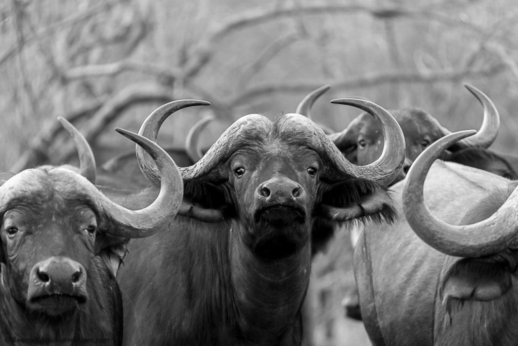 Inquisitive buffalo Ruaha
