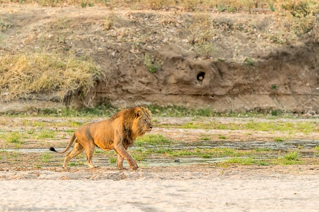 The Magusi pride male on the river bed Ruaha