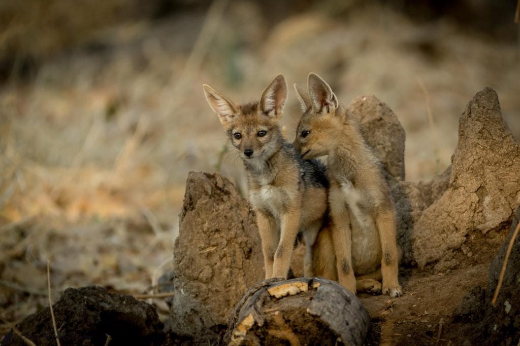 Kits of the side stripe jackal