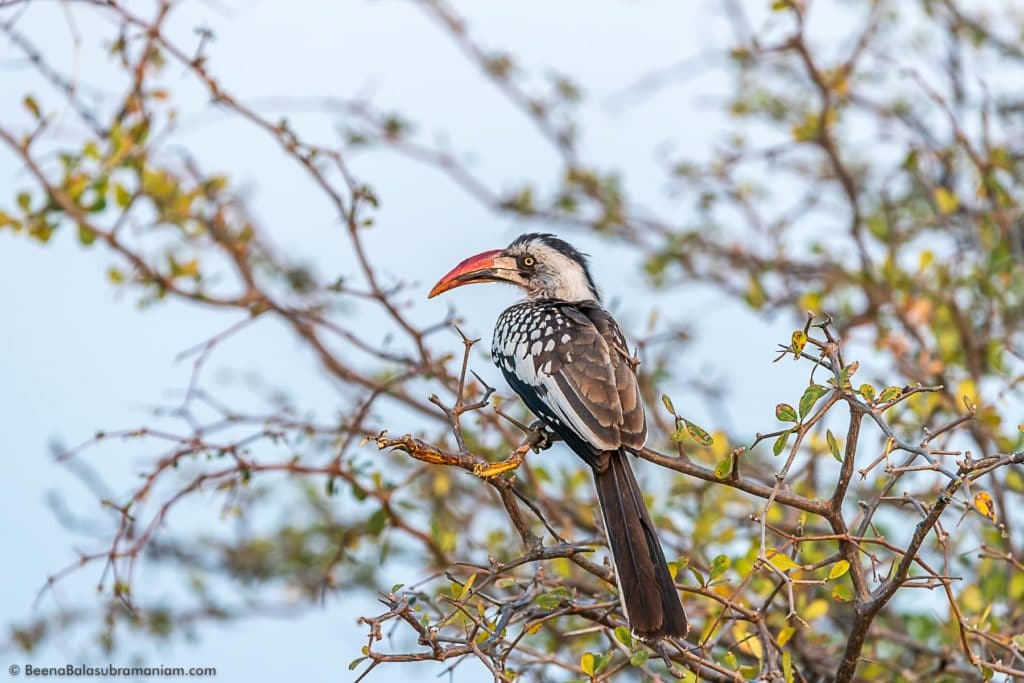 The Tanzanian red-billed hornbill - Tockus ruahae