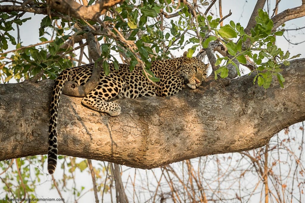Leopardess on a tree Ruaha