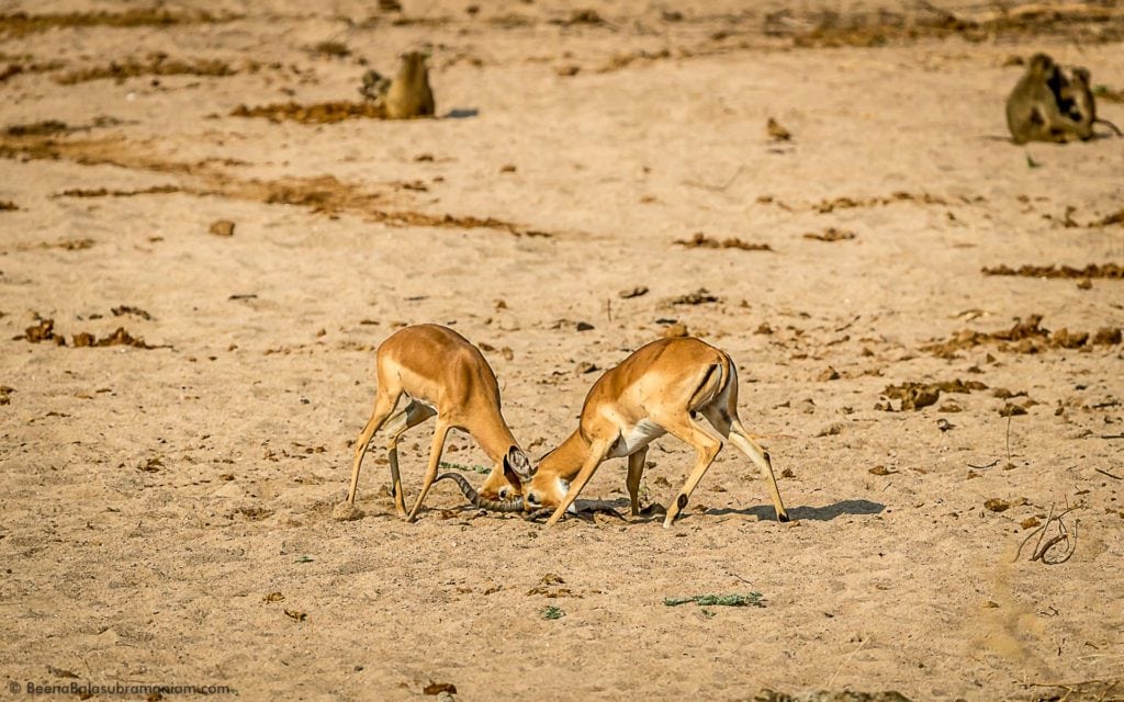 Impala rams tussle on the dry river bed Ruaha