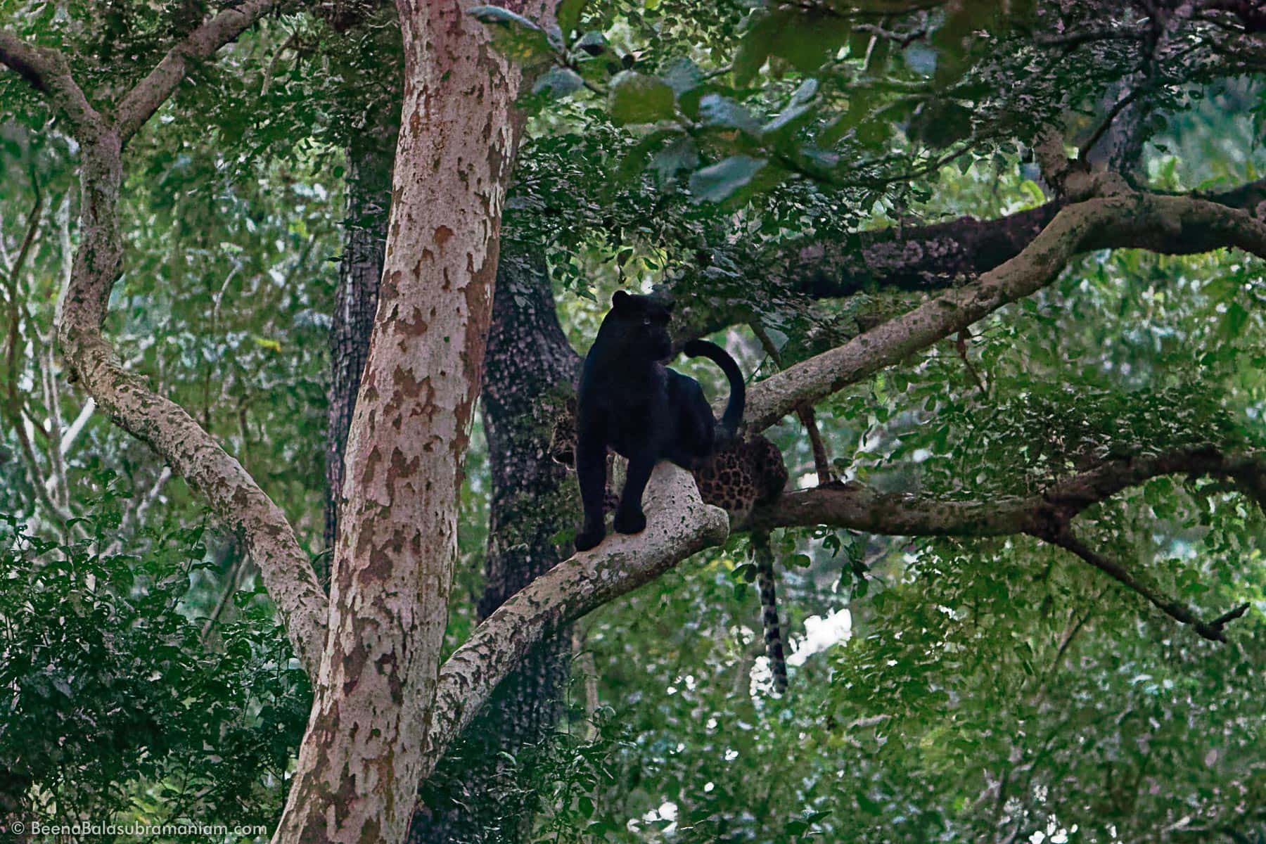 Black Panther with his mate photographed at iso 25000 -2