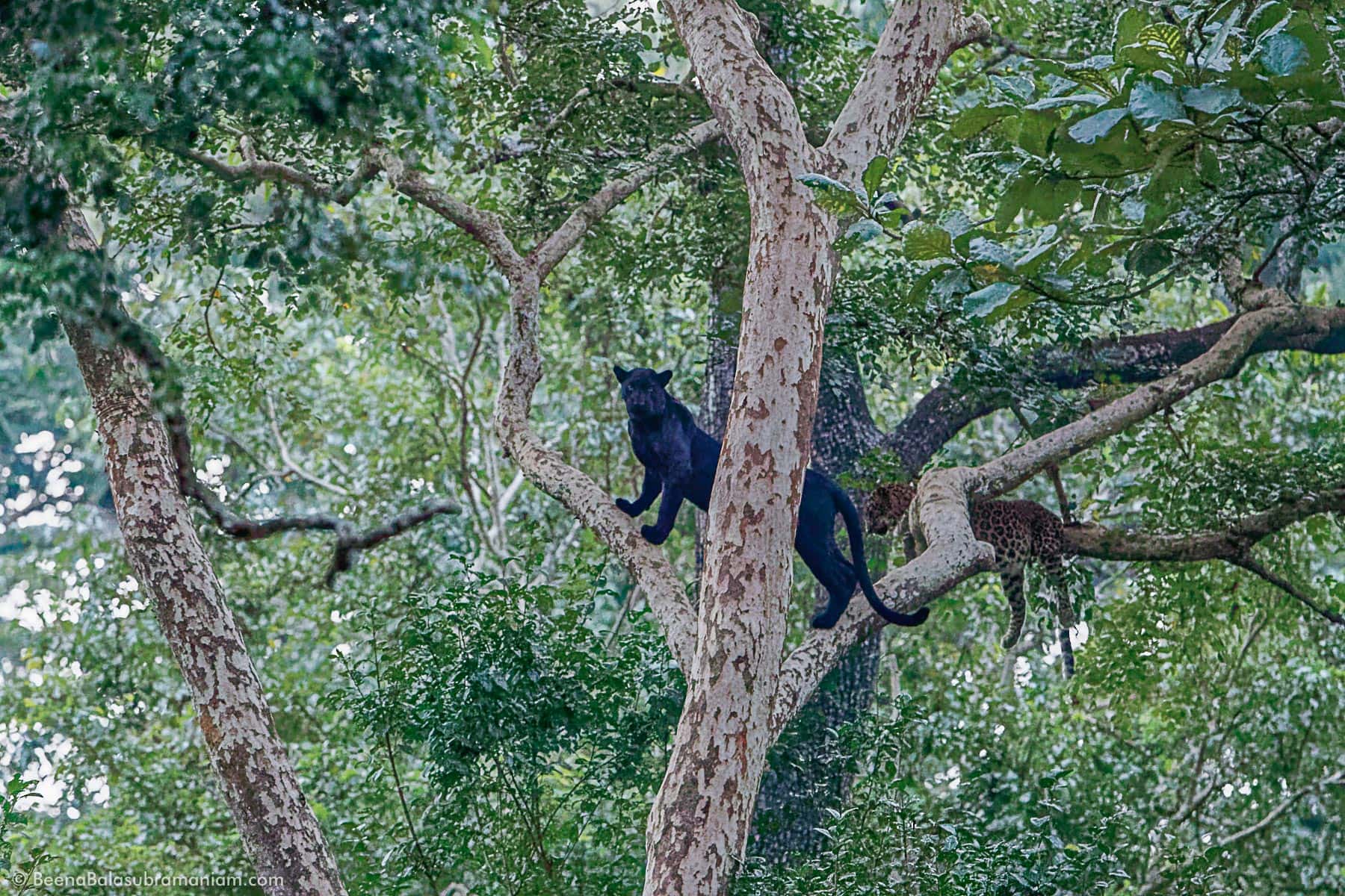 Black Panther with his mate photographed at iso 25000