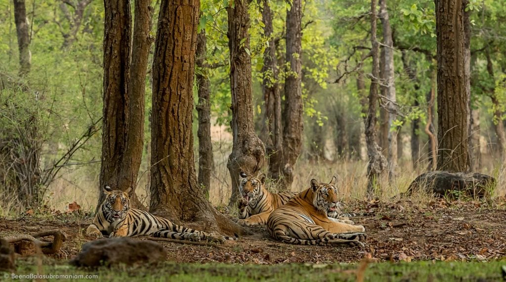 Rajbera family in the meadows of Bandhavgarh