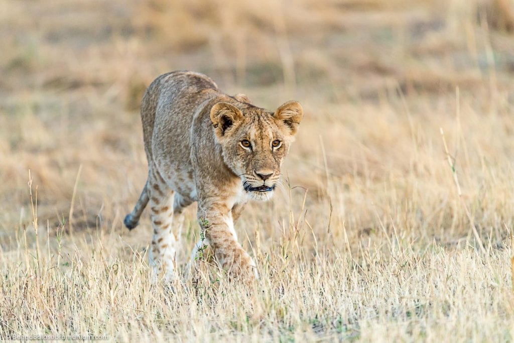 Curious cub