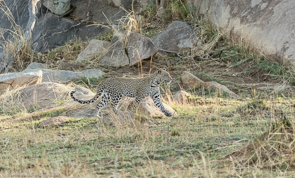 A young leopard in Kogatende Serengeti National Park