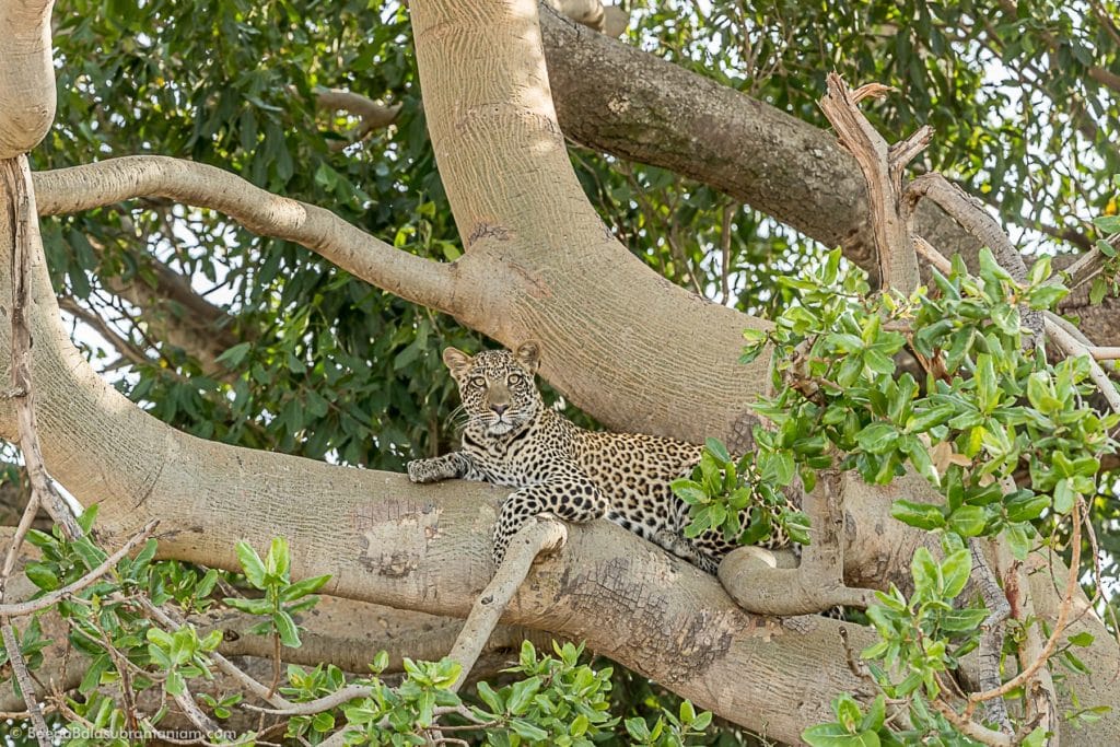 Leopard on a Tree Serengeti National park