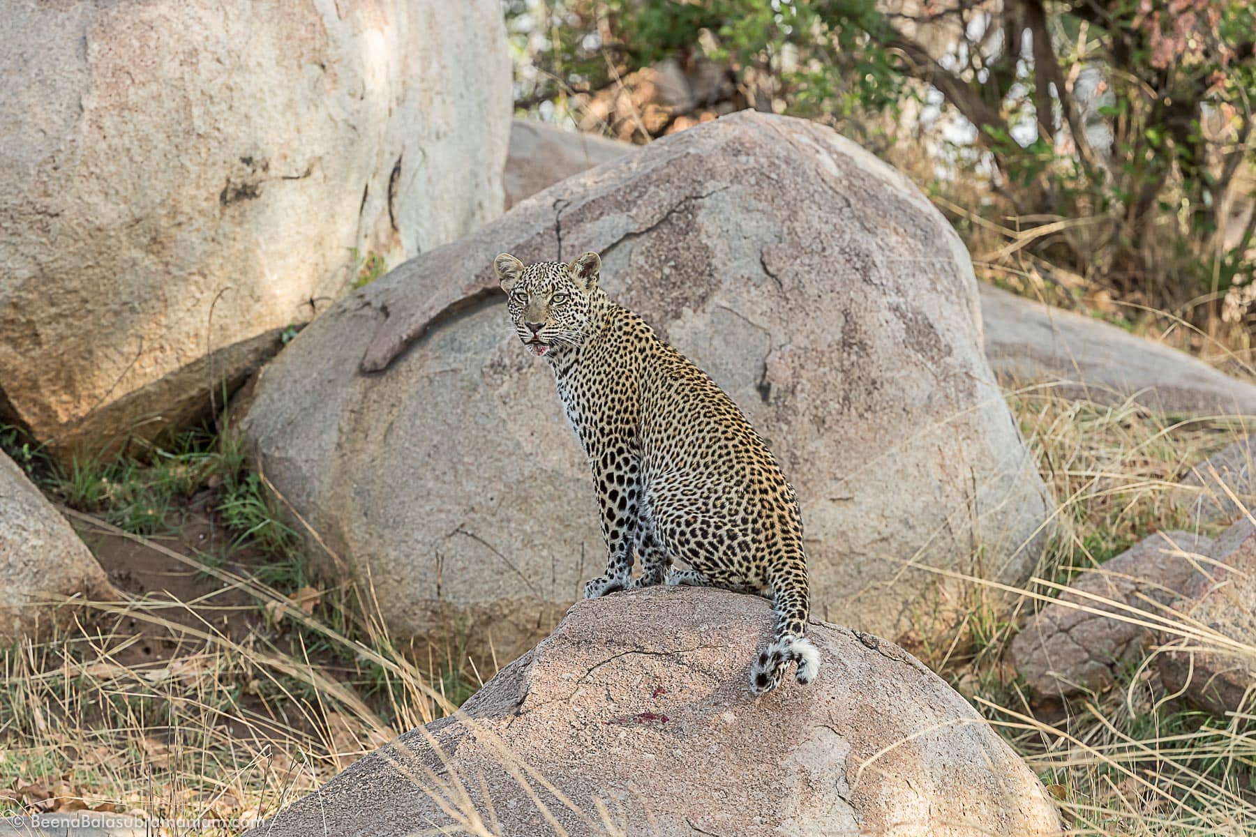 Young Leopard Serengeti