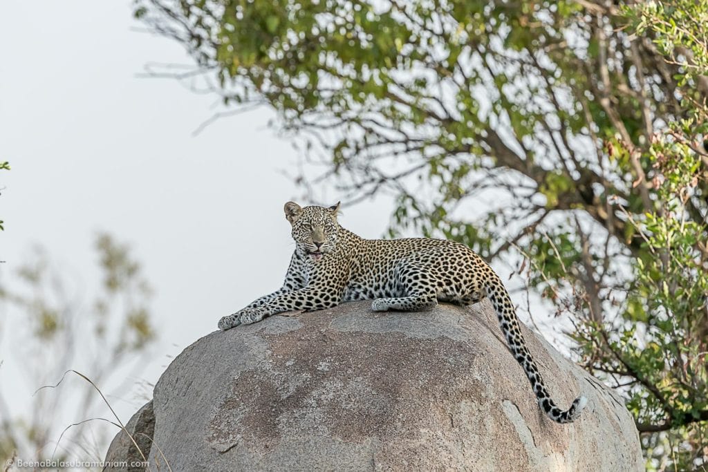 Leopard on a Kopje