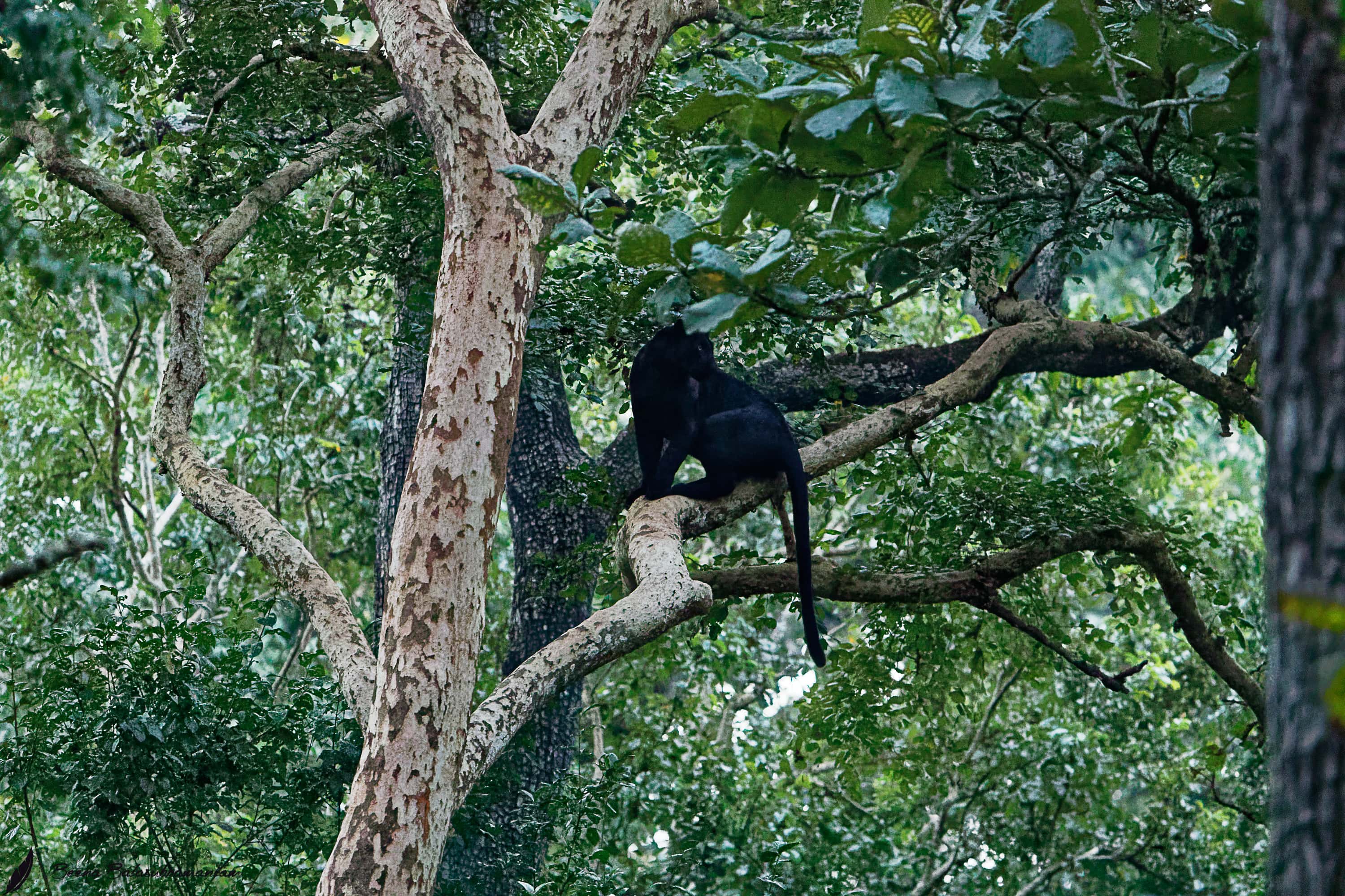 BAGHEERA WAITS FOR HIS MATE VERY HIGH ISO