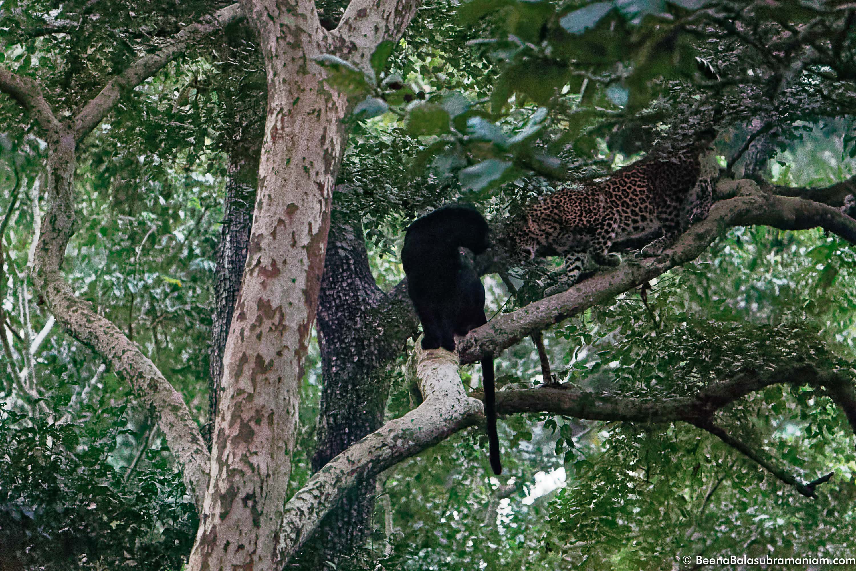 Melanistic leopard with his mate very high iso