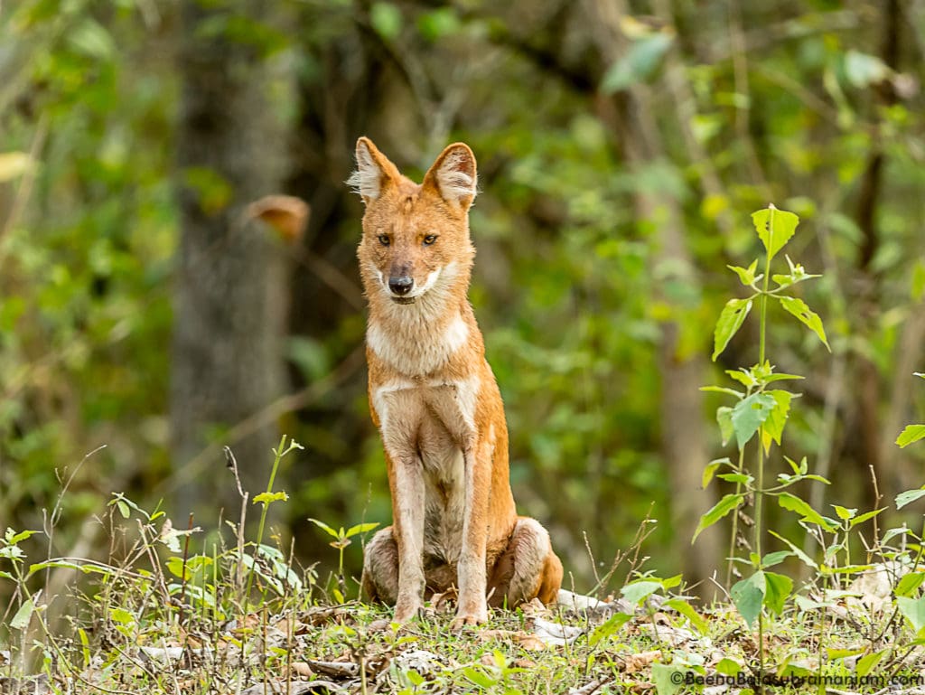 Indian Wild Dog Dec 2016