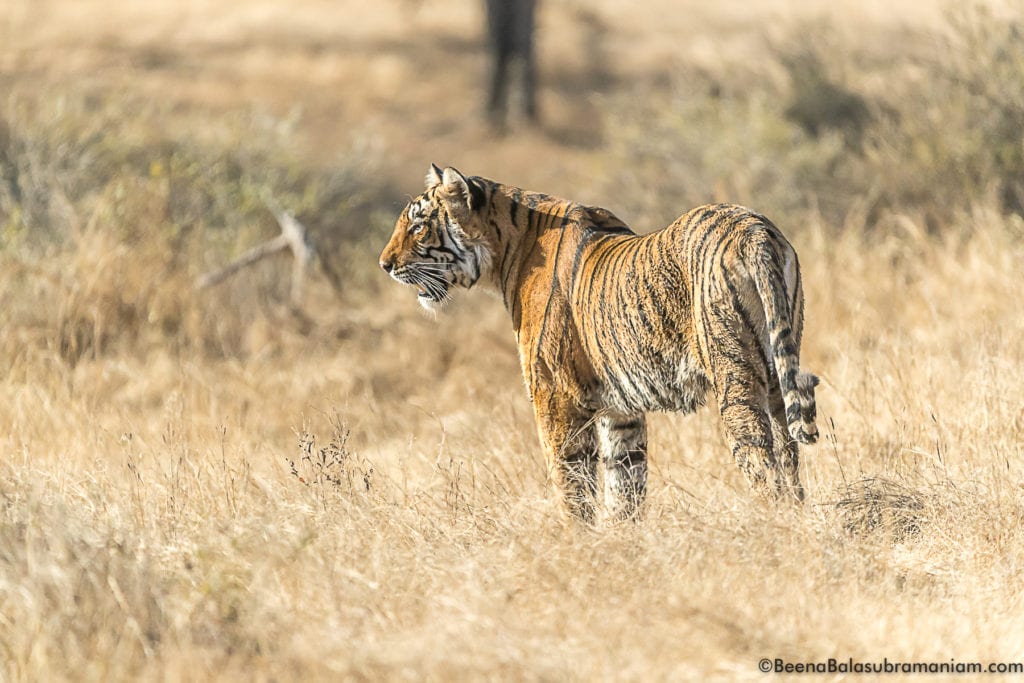 Arrowhead Ranthambore National Park