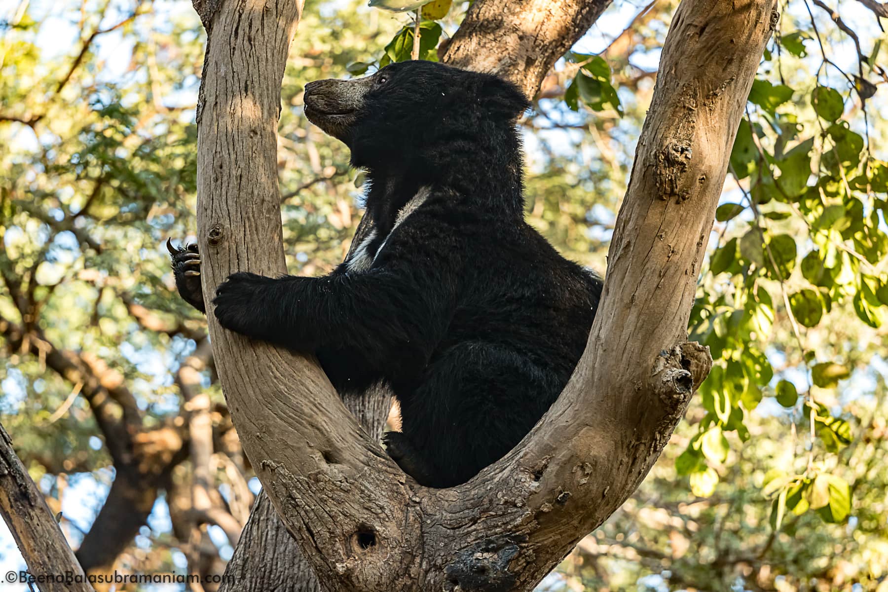 Baloo - Sloth bear on a tree