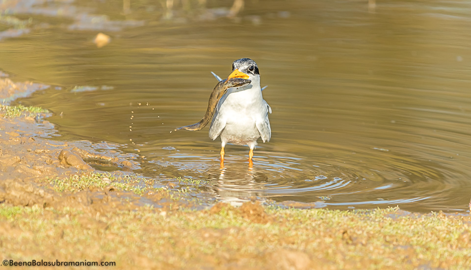 River Tern with its catch
