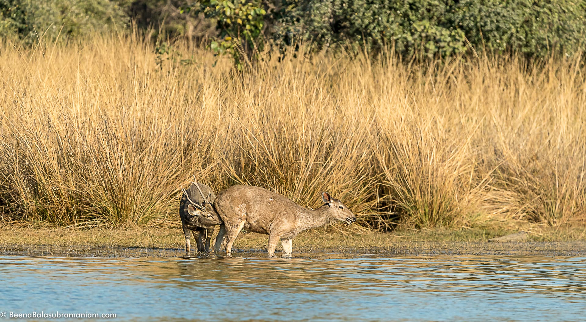 Sambar pair at the Rambagh lake