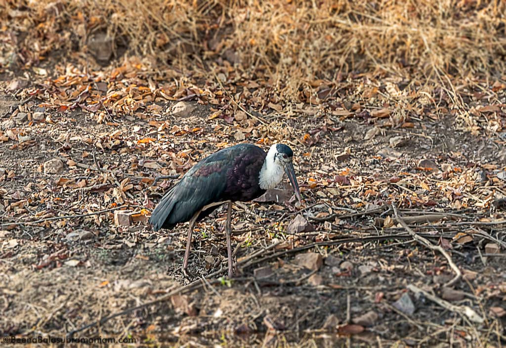 The woolly-necked stork or whitenecked stork (Ciconia episcopus)