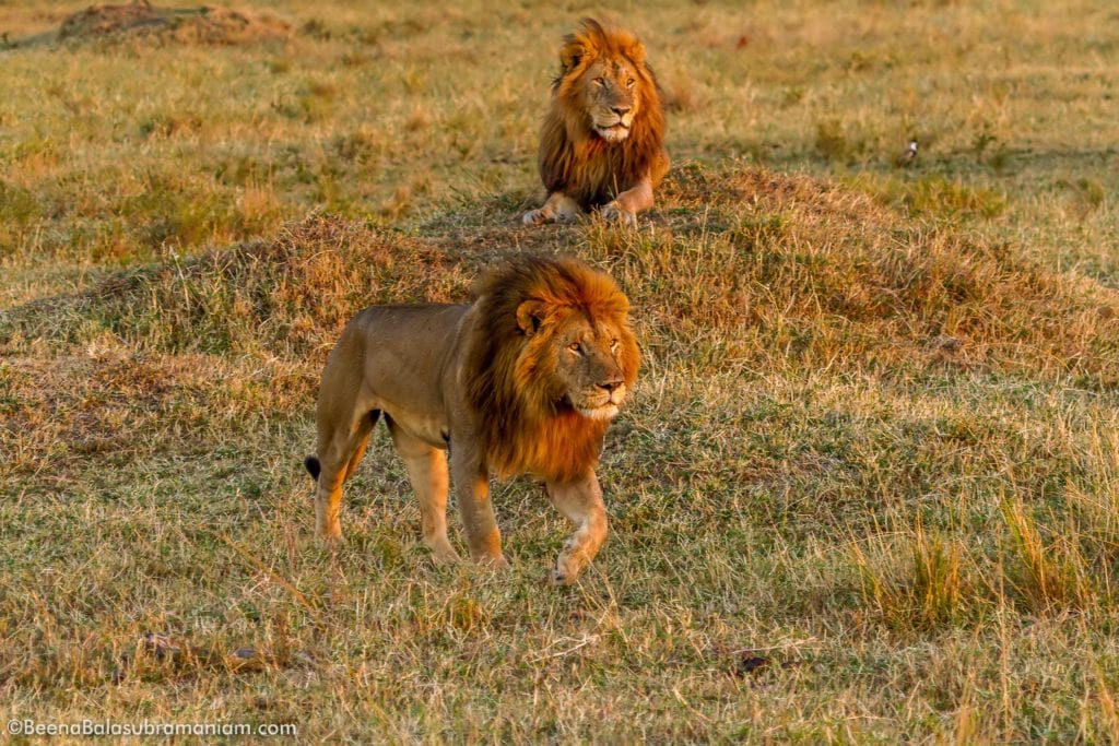 Males lions from the Mara 2013