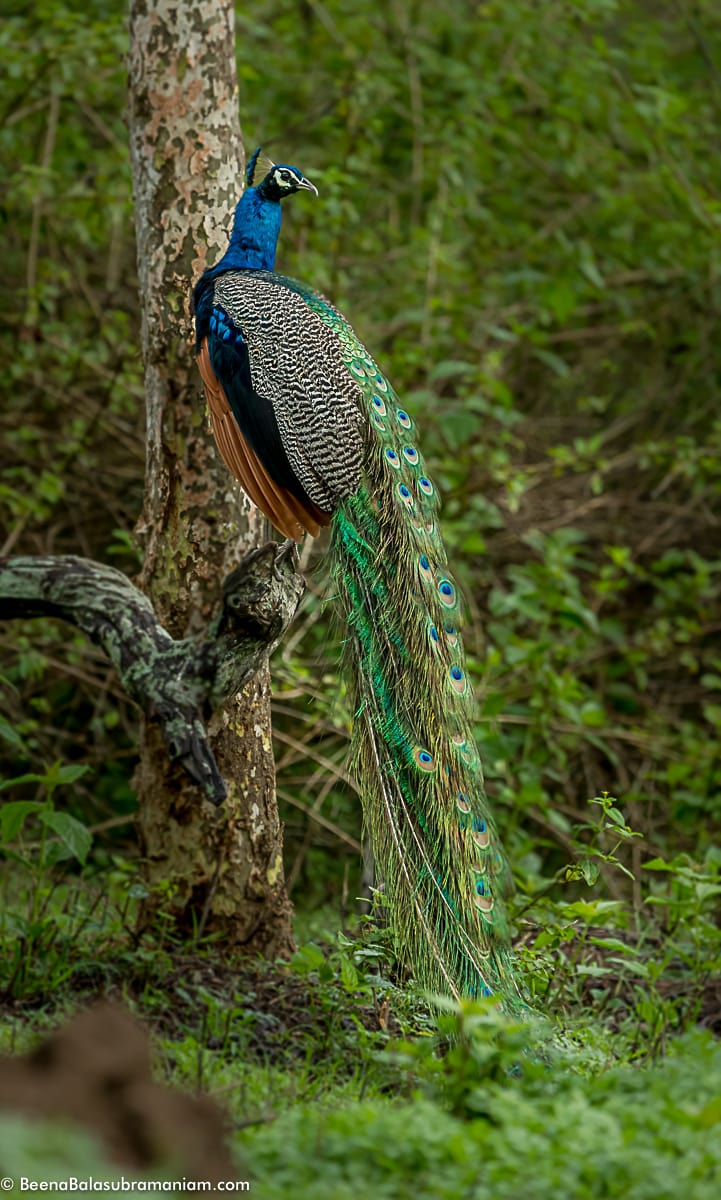 Peacock in its full glory