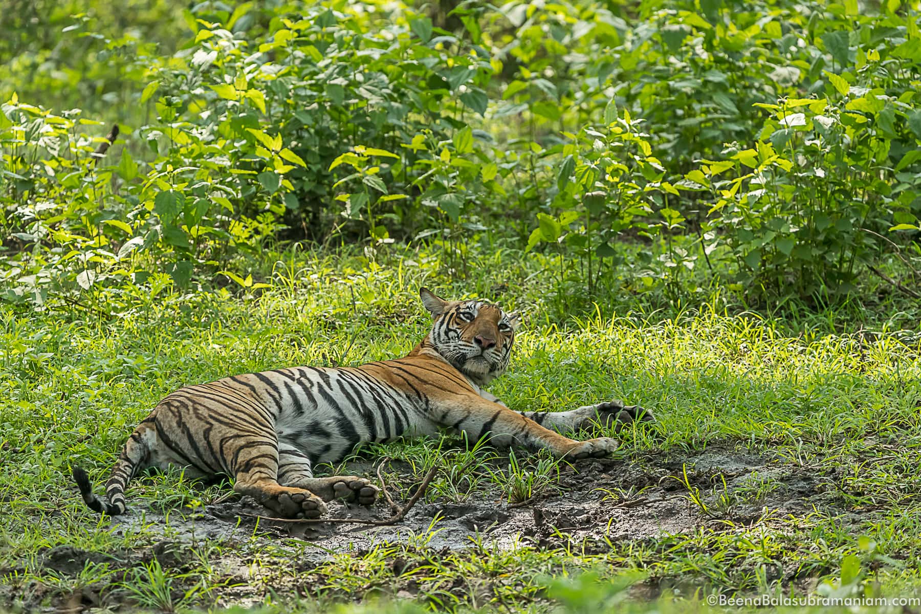 backwater tigress zone B
