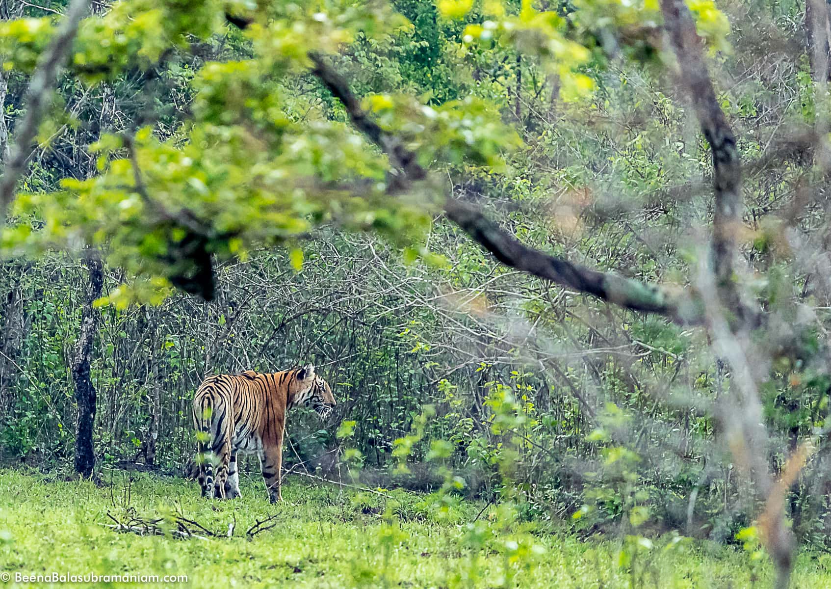 sub adult cub in the rain