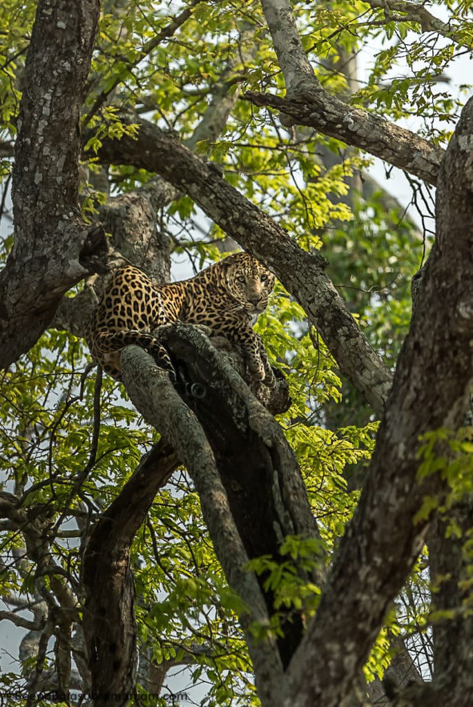 Temple Male on Old MM road =2