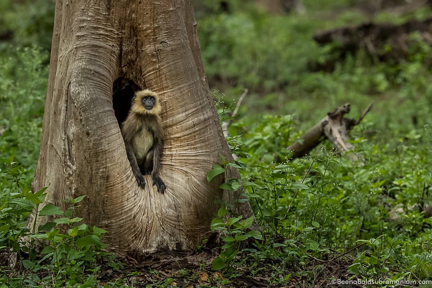 Langur