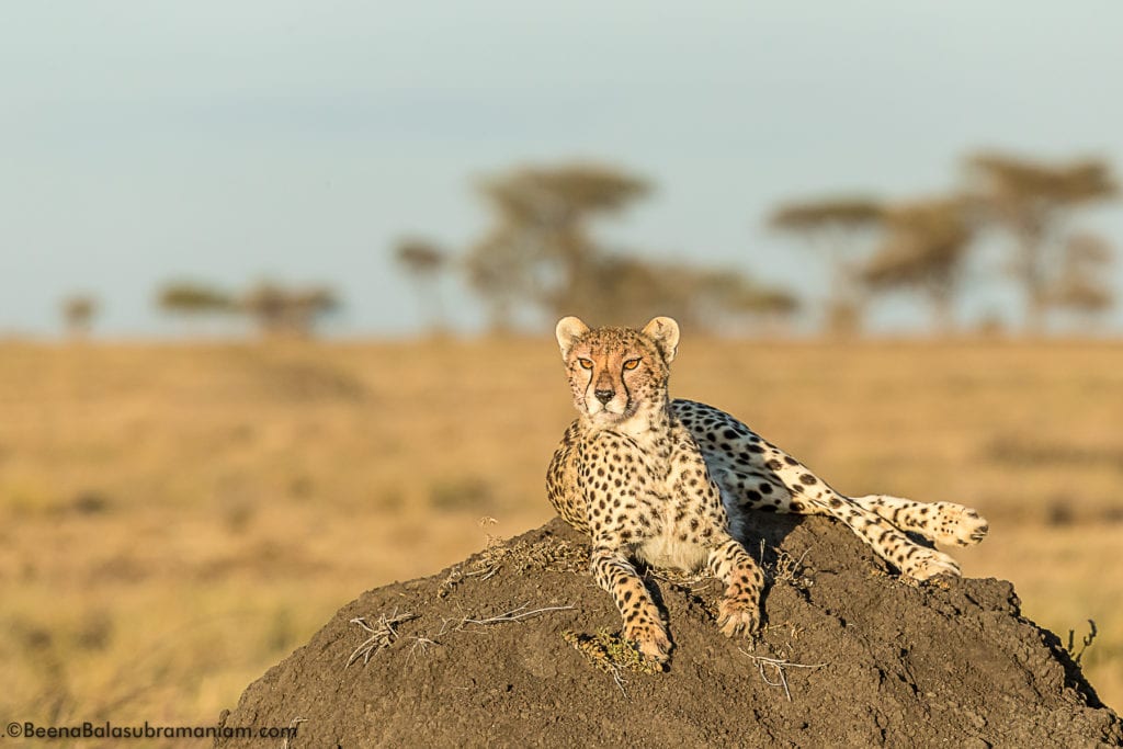 Kusini cheetah female with 3 cubs