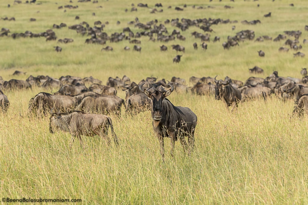 The Great Migration 2017 Kogatende Tanzania, Serengeti National park