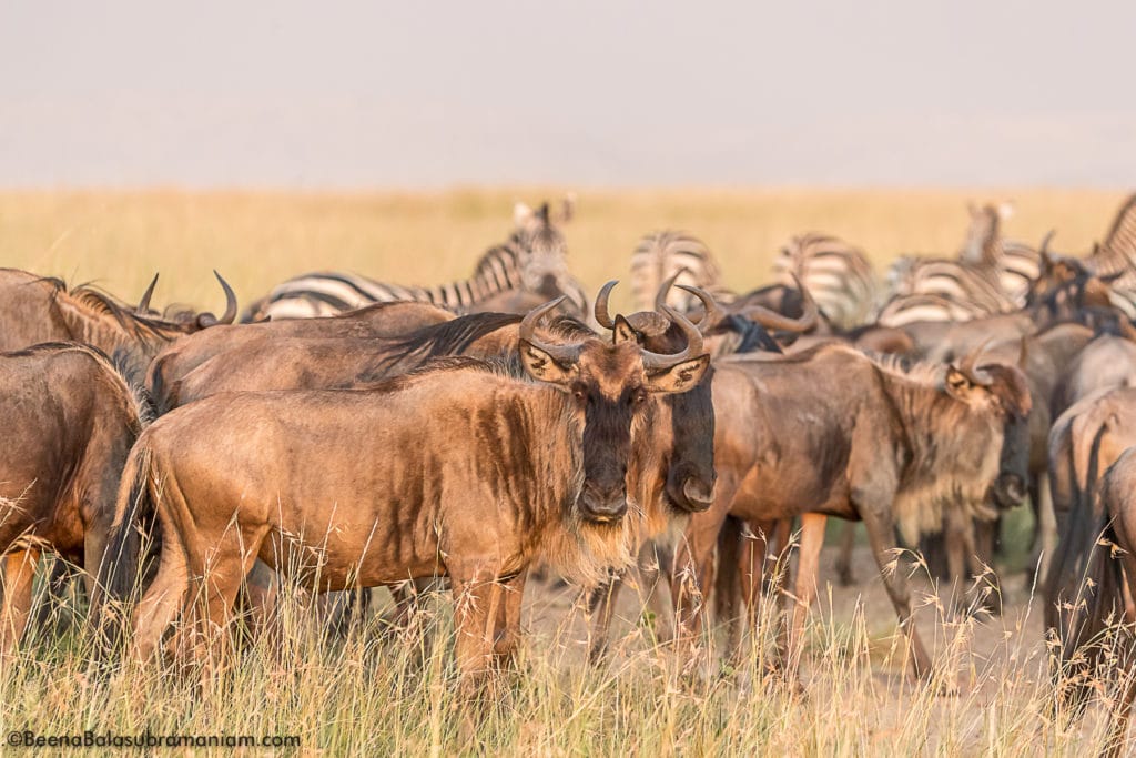 Wildebeest migration 2017 golden light