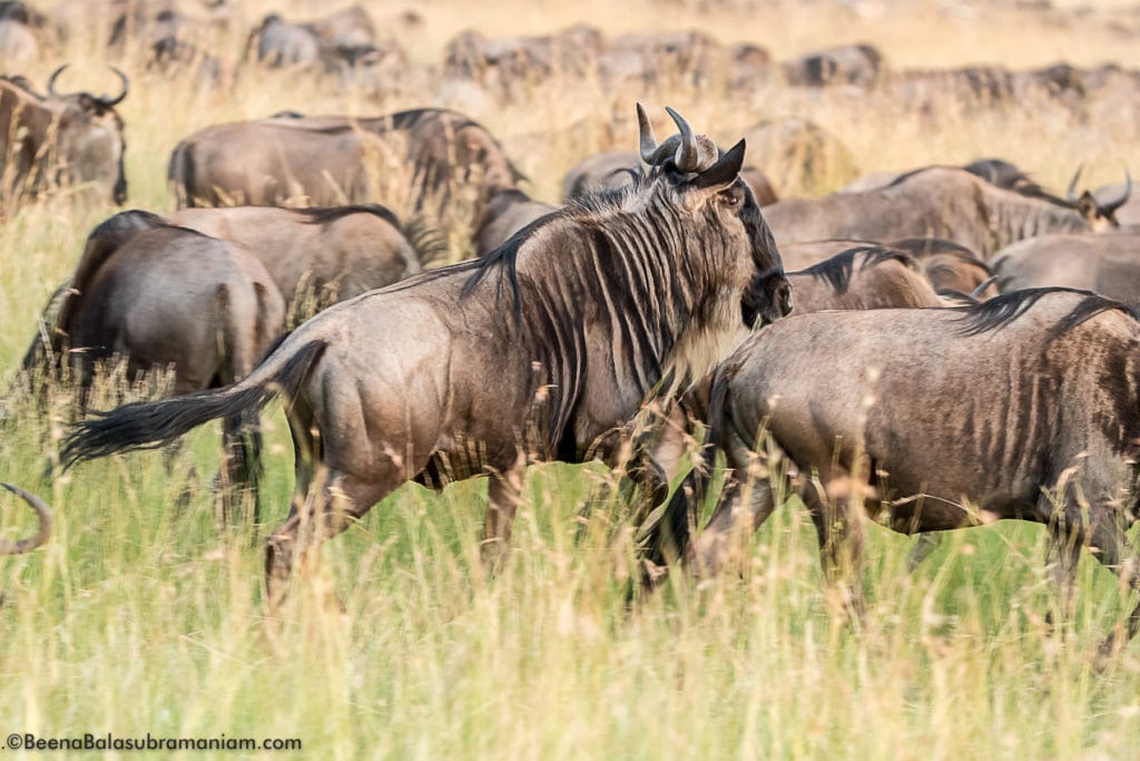 The boisterous Migration