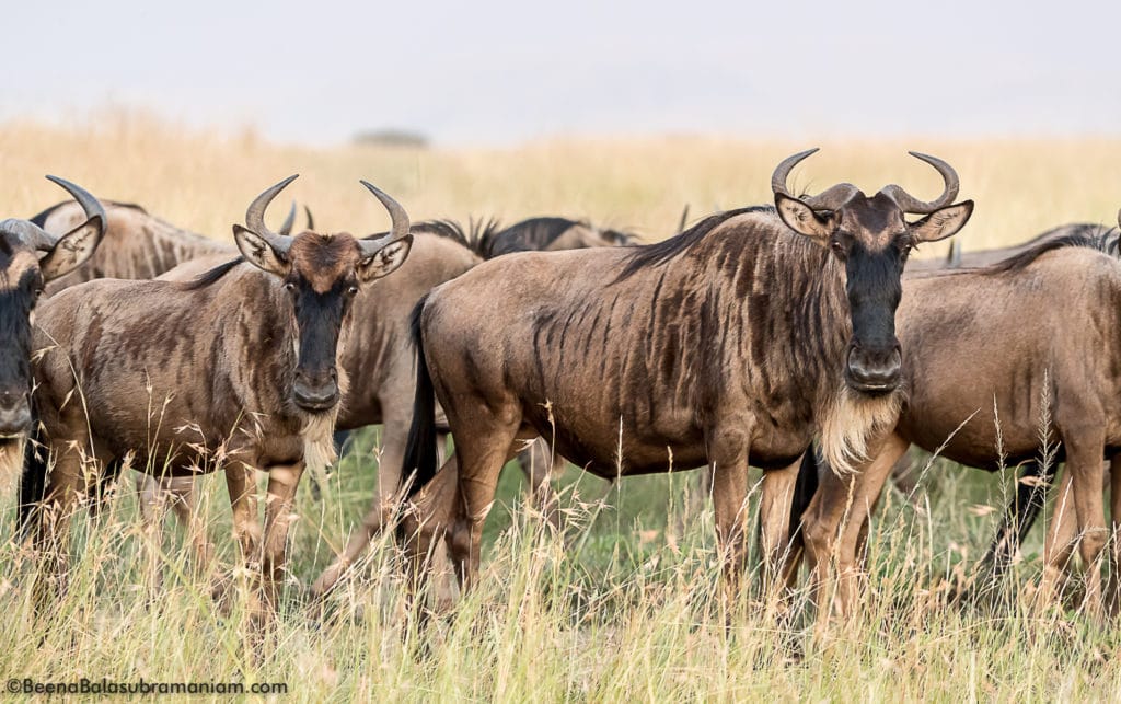 Serengeti National Park 2017 Kogatende