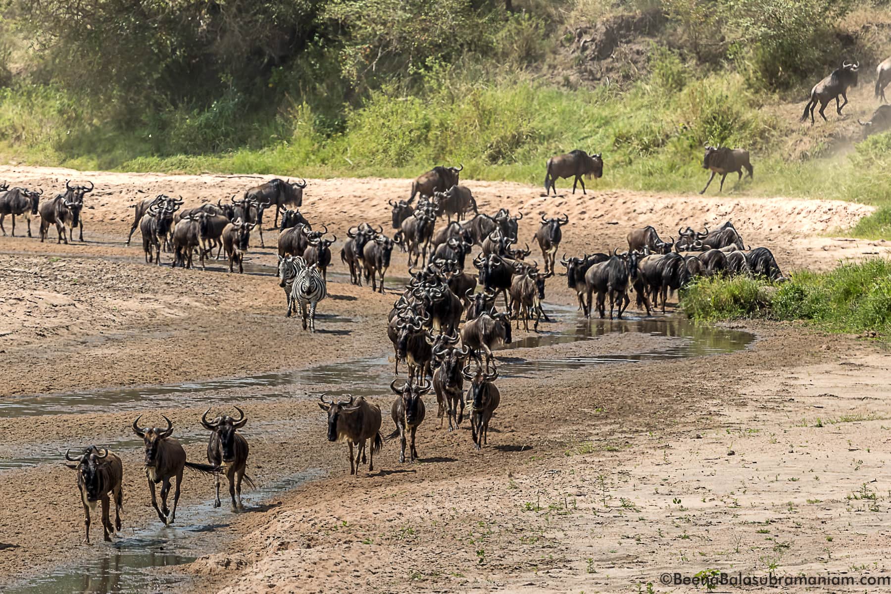 The herds in the sand river when there is no water